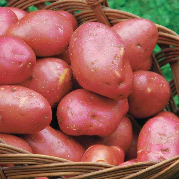 Miniatuur 1