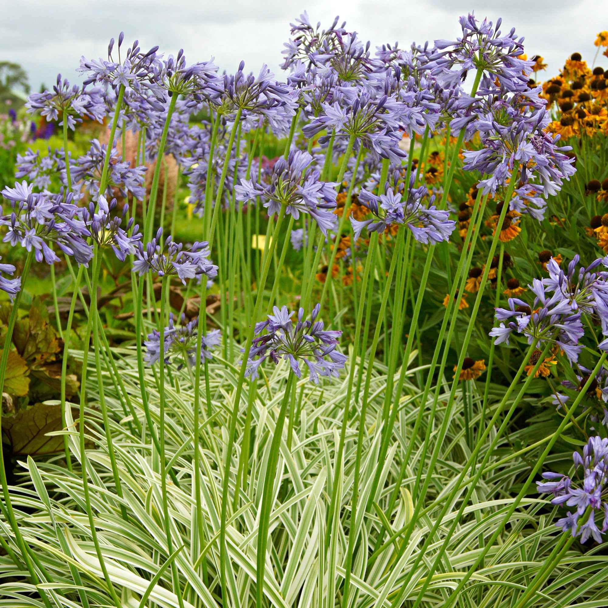 Miniatuur 1