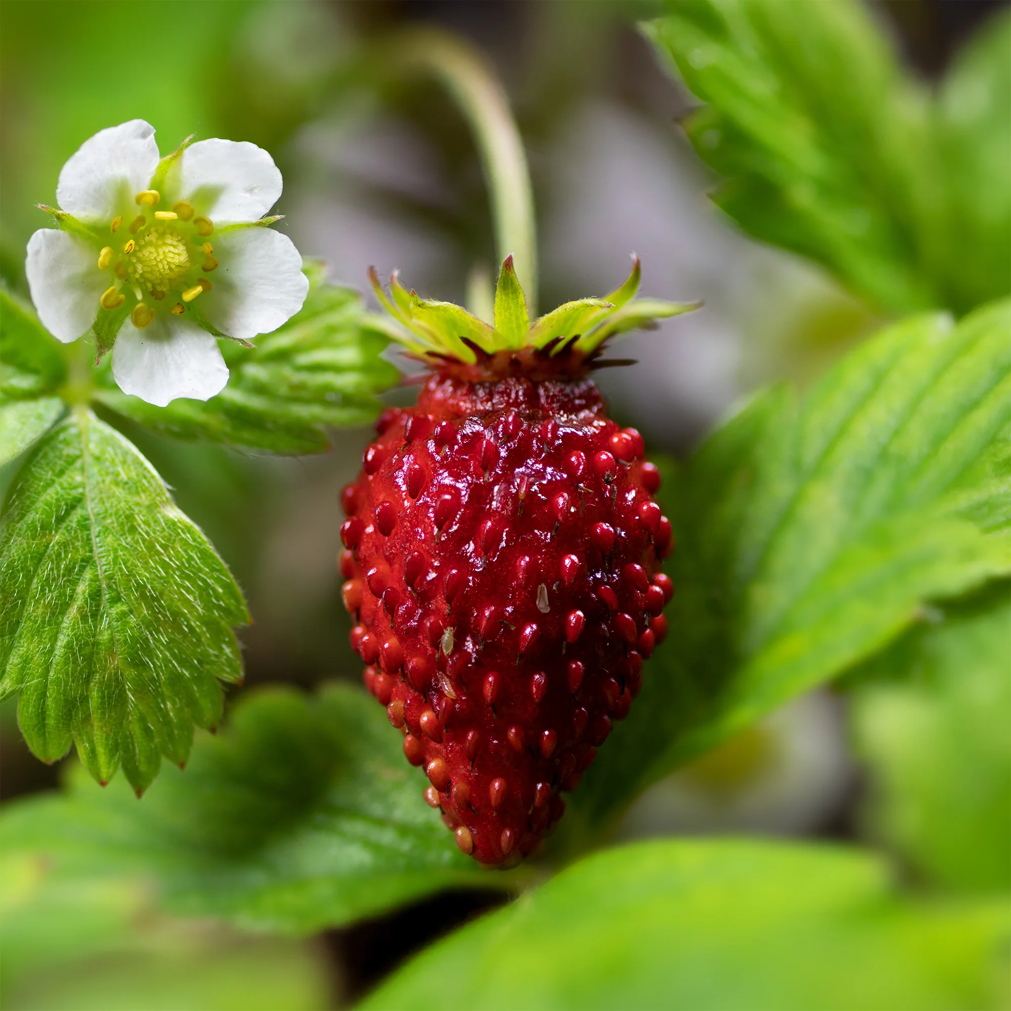 Miniatuur 2