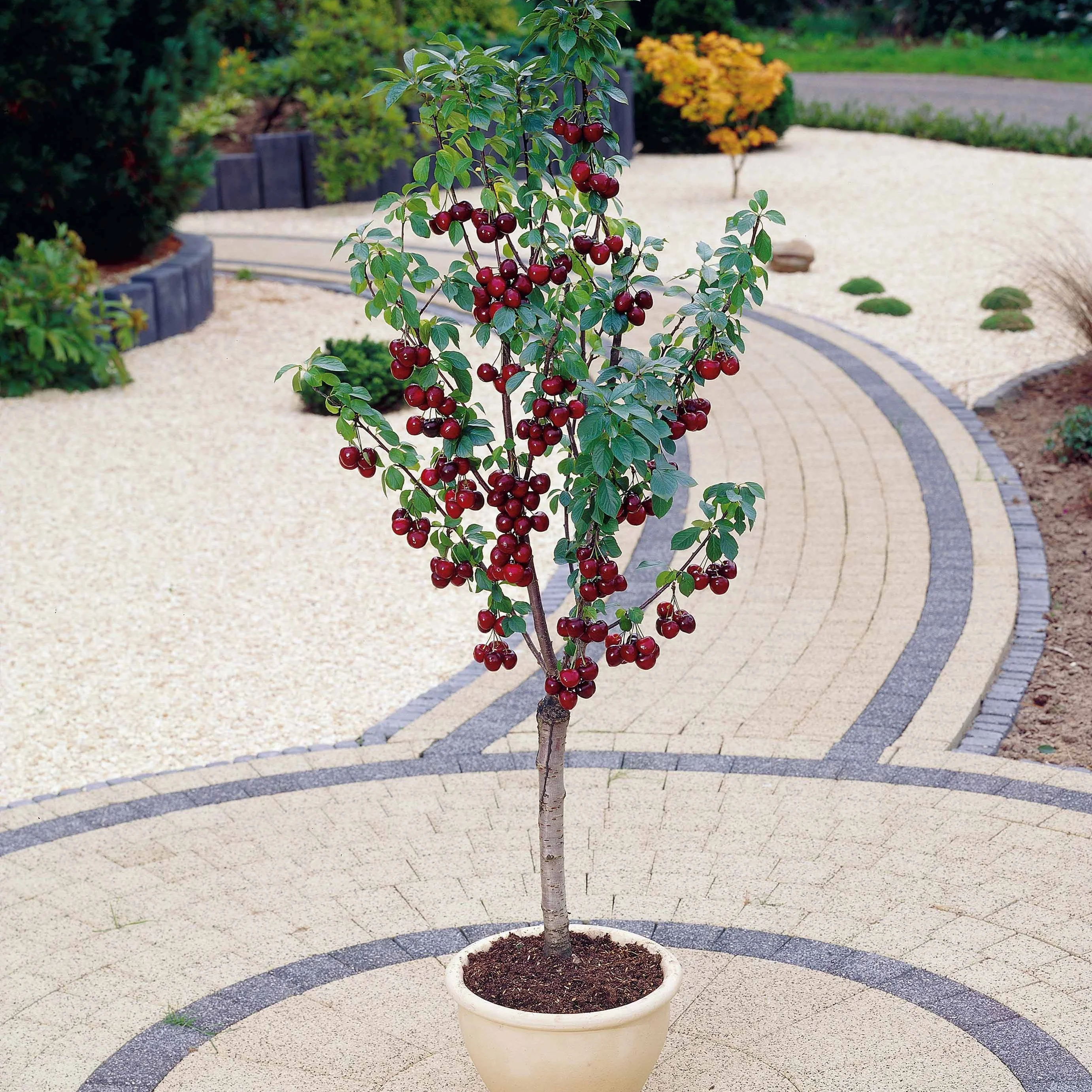 Miniatuur 2