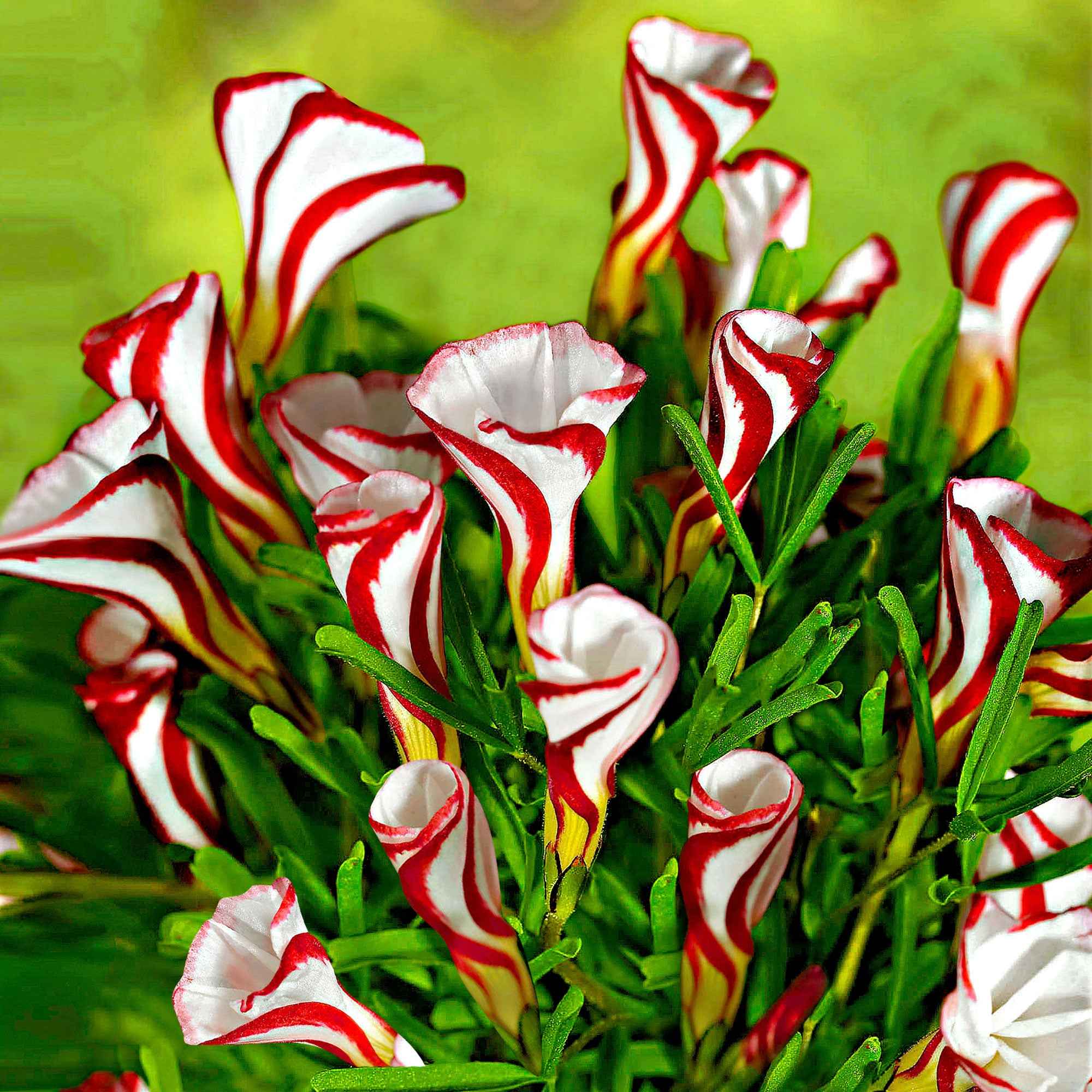Miniatuur 1